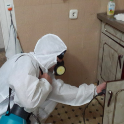 Дезинфекция от муравьев в квартире в Полысаево